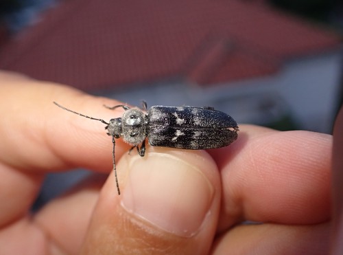 fuzáč krovový (Hylotrupes bajulus)