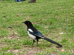 Pica pica