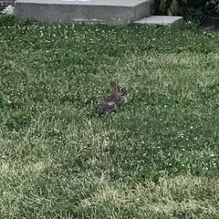 Sylvilagus floridanus