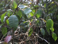 Genianthus laurifolius