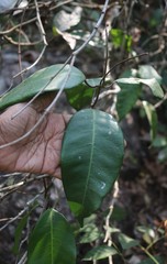 Genianthus laurifolius