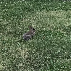 Sylvilagus floridanus