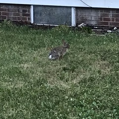 Sylvilagus floridanus