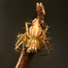 Oxyopes elegans