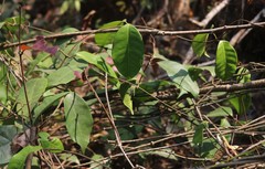 Genianthus laurifolius