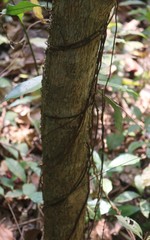 Genianthus laurifolius