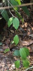 Genianthus laurifolius