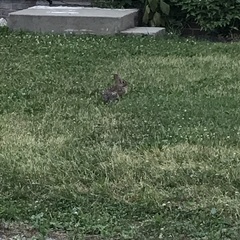 Sylvilagus floridanus