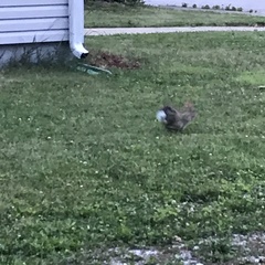 Sylvilagus floridanus