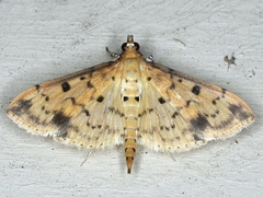 Herpetogramma cynaralis