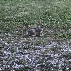 Sylvilagus floridanus