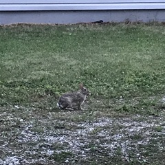 Sylvilagus floridanus