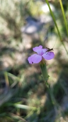 Dianthus longicaulis