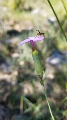 Apennine wood pink