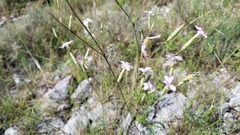 Dianthus longicaulis