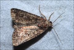 Hypoperigea tonsa