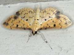 Herpetogramma cynaralis