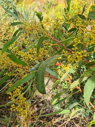 Acacia leiophylla, 2021-06-26