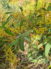 Acacia leiophylla