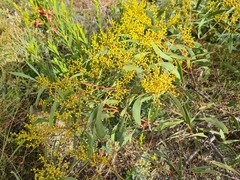 Acacia leiophylla