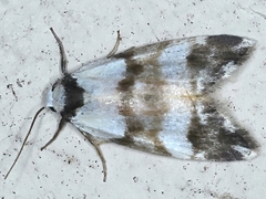 Thallarcha albicollis