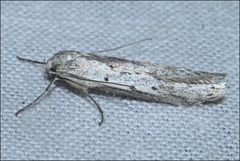 Philobota stella