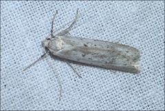 Philobota stella