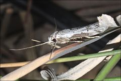Philobota stella