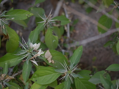 Barleria prionitis diacantha