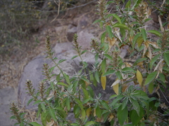 Barleria prionitis diacantha
