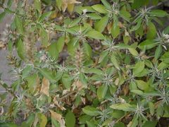 Barleria prionitis diacantha