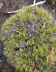 Oreobolus pectinatus
