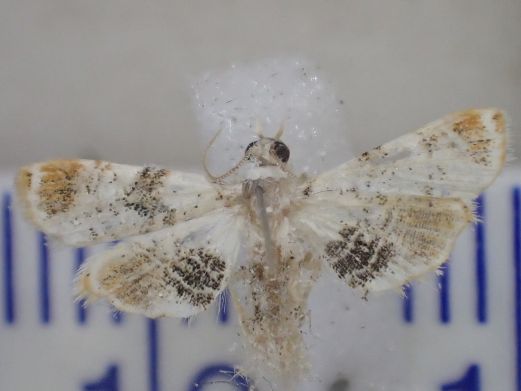 Trichophysetis crocoplaga