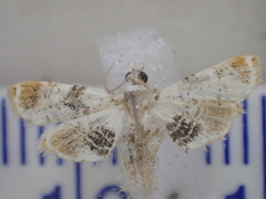 Trichophysetis crocoplaga