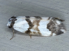 Thallarcha albicollis