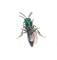 Temnosoma
