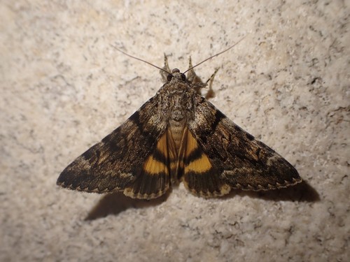 stužkavec žltý (Catocala nymphagoga)