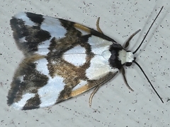 Thallarcha staurocola