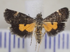 Heliothela ophideresana