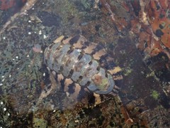 Chitonidae