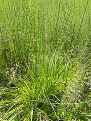 Carex elongata
