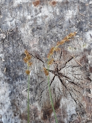 Carex elongata