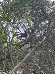 Zanda funerea xanthanota