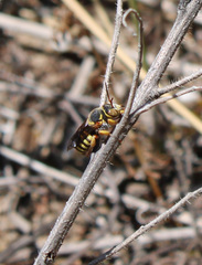 Rhodanthidium infuscatum
