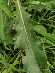 Silis ruficollis
