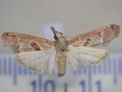 Syntonarcha vulnerata