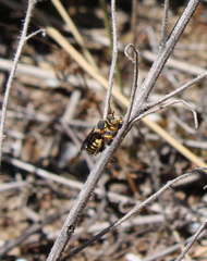 Rhodanthidium infuscatum