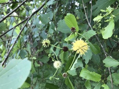 Mitragyna diversifolia