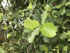 Mitragyna diversifolia