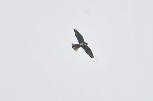 Eurasian Hobby (Falco subbuteo), photo 10